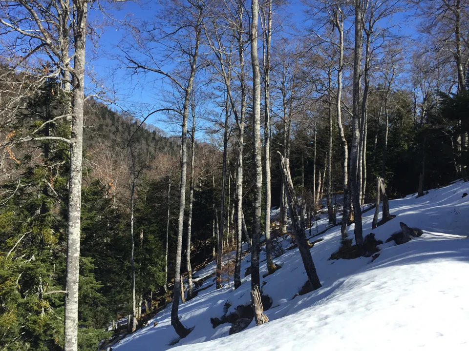 Bare branches and evergreens casting shadows across a snowy woodland path.