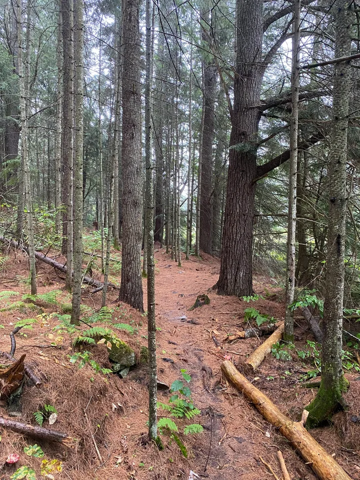 A quiet trail between tall conifers, ferns, and mossy roots.