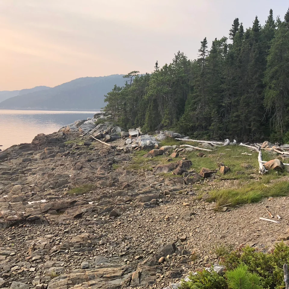 Driftwood and rocks along a forested shoreline in warm light.